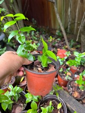 Live plant surinam for sale  Fort Myers