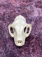 taxidermy eyes for sale taxidermy eyes for sale Ellis