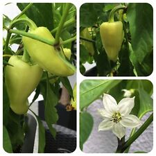 Soroksari ungarische paprika gebraucht kaufen  Bayreuth
