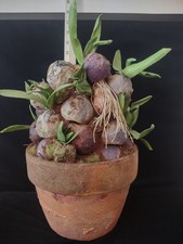 Terra cotta pot for sale  Jeannette