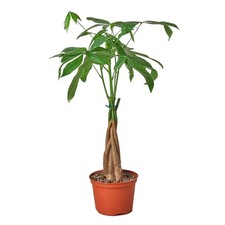Money tree guiana for sale  Old Town