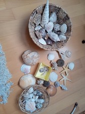 Sammlung muscheln schnecken gebraucht kaufen Sammlung muscheln schnecken gebraucht kaufen  Erfurt