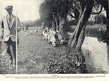 Otterhound pack hunt for sale  COLEFORD
