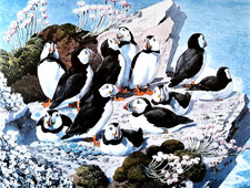Puffins sea cliff. for sale  NELSON