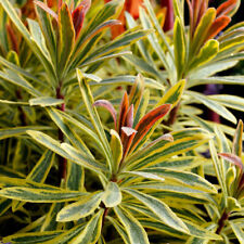 Euphorbia ascot rainbow for sale  PETERBOROUGH
