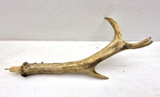 Large natural deer for sale  LEEDS