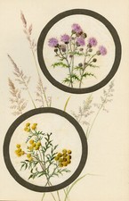 Knapweed tansy flower for sale  BRADFORD-ON-AVON