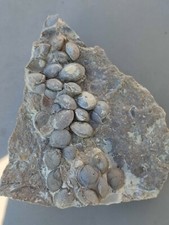 Versteinerungen muschelkalk zu gebraucht kaufen  Öhringen