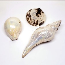 Ceramic lusterware seashell for sale  Decatur