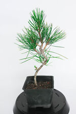 Japanese mikawa black for sale  Lakewood