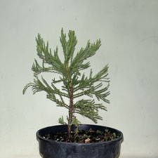 Giant sequoia tree for sale  GRAYS