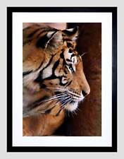 Tiger face side for sale  EDINBURGH