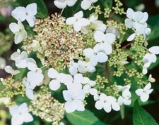 Climbing hydrangea petiolaris for sale  ROMSEY
