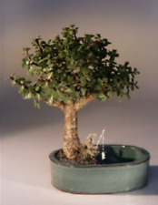 Baby jade bonsai for sale  Patchogue