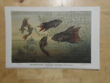 Rig chromolithographie grossfl gebraucht kaufen  Langquaid