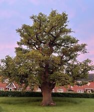 Preorder english oak for sale  SHREWSBURY