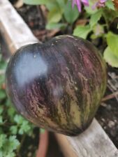 Graines tomate rebel d'occasion  Châteauroux