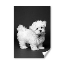 Maltese puppy white for sale  SELBY