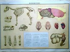 Tavola gigante paravia usato  Montemassi