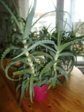 Aloe arborescens baum gebraucht kaufen  Bonn