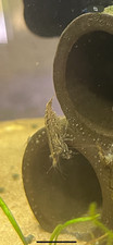 Lot crevette neocaridina d'occasion  Saint-Brieuc