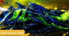 Lot crevettes neocaridina d'occasion  Truchtersheim