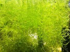 Guppy grass fast for sale  FAKENHAM