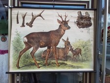 Tierkunde 1954 schule gebraucht kaufen  Worms