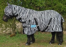 3ft miniature shetland for sale  BRISTOL