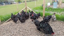 Black blue orpington for sale  SCARBOROUGH