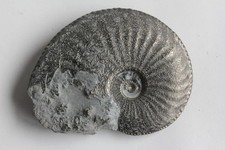 Fossile ammonite amaltheus d'occasion  Seyssel