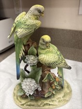 Parakeet andrea sadie for sale  Fleming Island