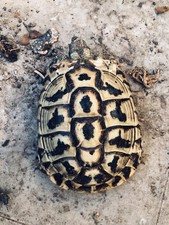 Casetta per tartarughe usato  Avola