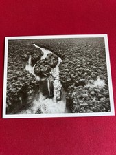 Sebastião salgado waterfalls usato  Parma