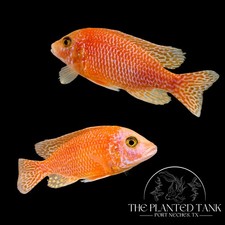 Dragon blood peacock for sale  Port Neches