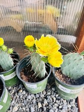 Prickly pear cactus for sale  Redmond