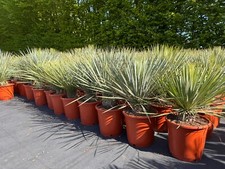 Yucca rostrata winterhart gebraucht kaufen  Ellerhoop