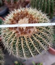 Pianta grassa usato  San Giuliano Terme