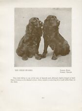 Field spaniel old for sale  COLEFORD