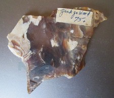Versteinertes holz ginkgo gebraucht kaufen  Mainz