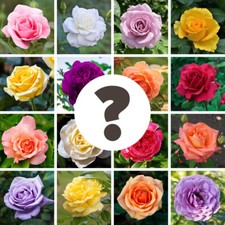 Rose nurseryman choice for sale  PETERBOROUGH