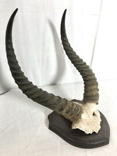 Cornes antilope afrique d'occasion  Héricourt