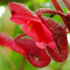 Rare unusual impatiens for sale  San Francisco