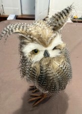 Long eared owl for sale  West Warwick