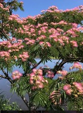 Mimosa tree persian for sale  Marianna