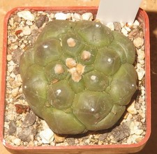 Astrophytum asterias nudum gebraucht kaufen  Falkensee