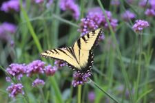 Verbena bonariensis purpletop for sale  Sevierville