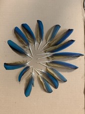 Blue throated macaw for sale  Bremen