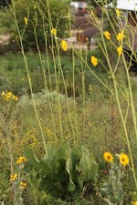 Prairie dock seeds for sale  Portage
