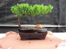 Juniper bonsai tree for sale  Freeport